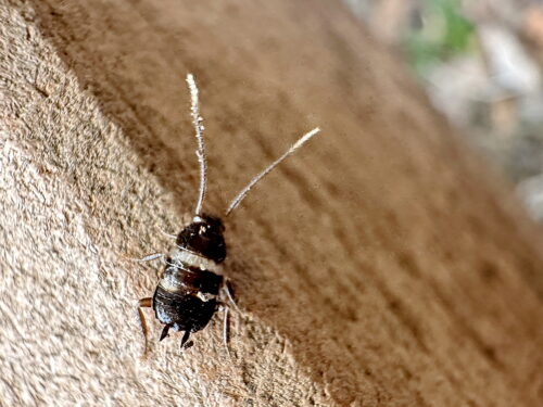 クロゴキブリの１齢幼虫