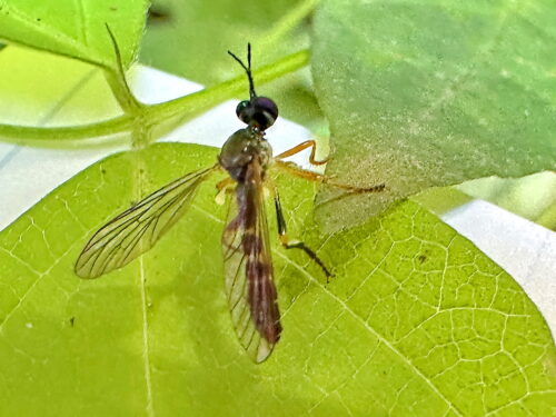 ハラボソムシヒキ