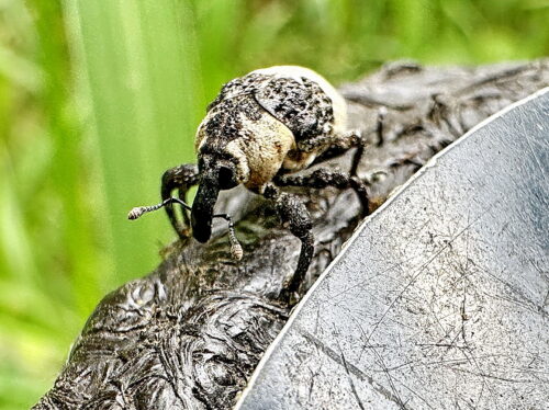 オジロアシナガゾウムシ
