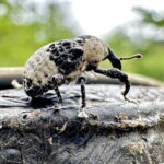 オジロアシナガゾウムシ