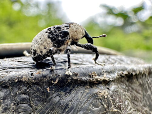 オジロアシナガゾウムシ