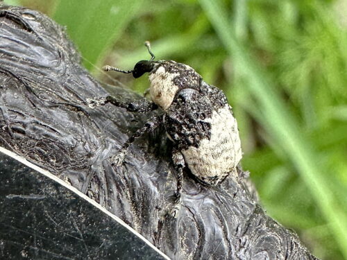 オジロアシナガゾウムシ