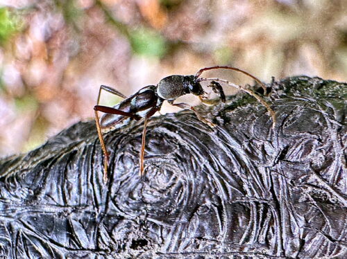ヒメクロトラカミキリ
