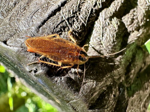 モリチャバネゴキブリ♀