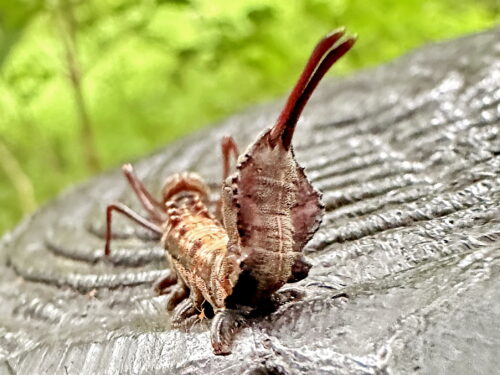 シャチホコガの中齢幼虫