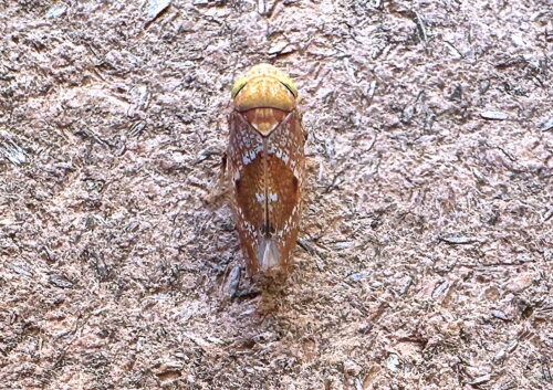 ヒシモンヨコバイ