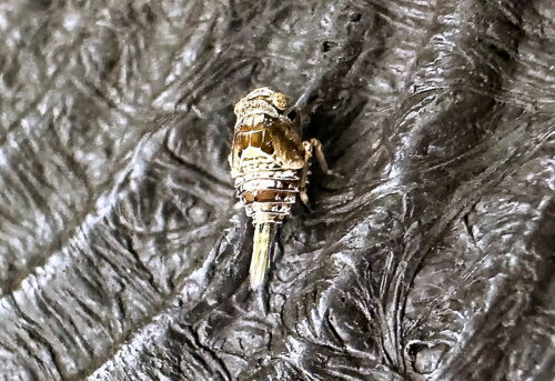 ヒロズクサビウンカの幼虫