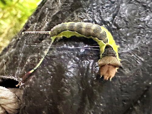 ホシナカグロモクメシャチホコの幼虫