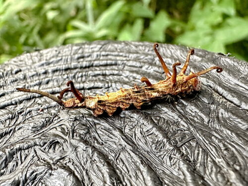 ウコンカギバガの幼虫