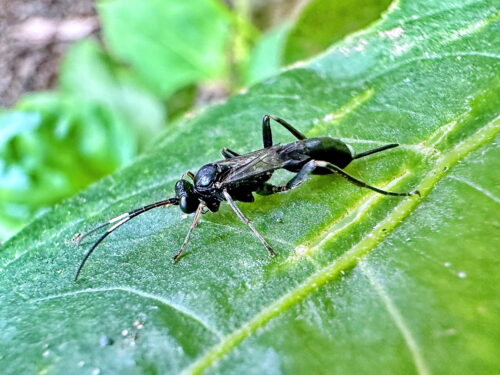 シロテントガリヒメバチ♀