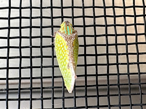 ヘリチャハゴロモ