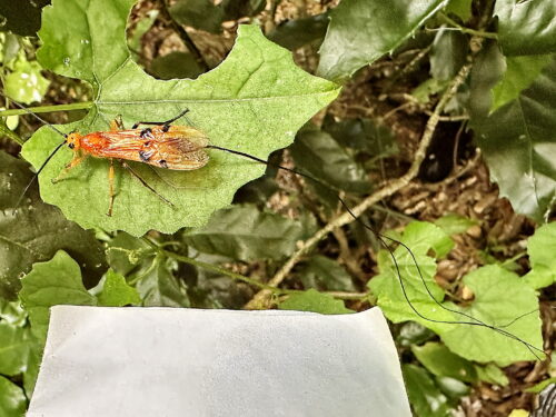 ウマノオバチ♀