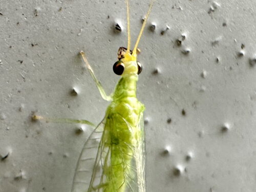 カオマダラクサカゲロウ