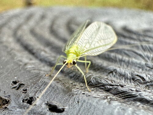 カオマダラクサカゲロウ
