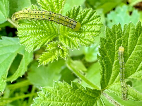 アカキリバの幼虫