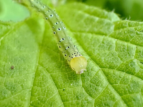 アカキリバの幼虫