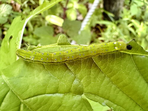 アカキリバの幼虫