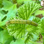 アカキリバの幼虫