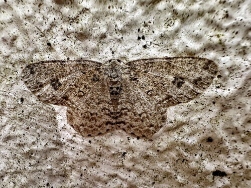 オオトビスジエダシャク