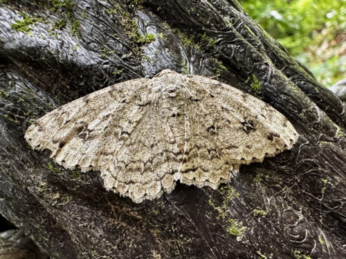 オオトビスジエダシャク