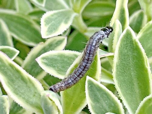 シリグロハマキの幼虫