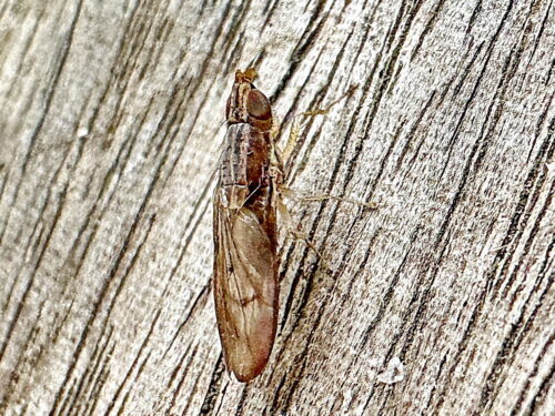 シマバエ科Luzonomyza 属の一種