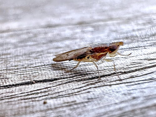 シマバエ科Luzonomyza 属の一種