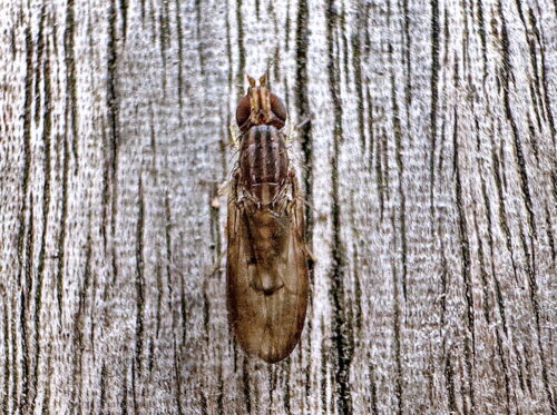 シマバエ科Luzonomyza属の一種