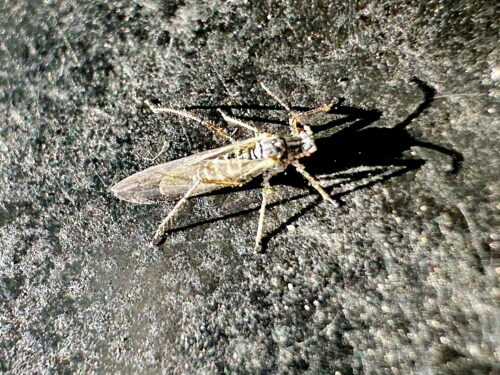 マツホソオオアブラムシ有翅型