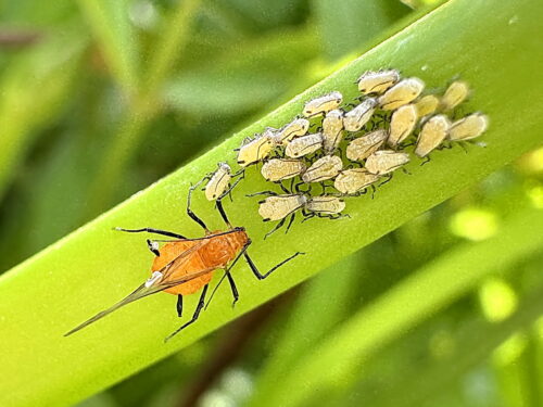 ミツバウツギフクレアブラムシの幼虫と有翅型