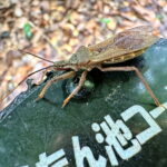 オオトビサシガメ