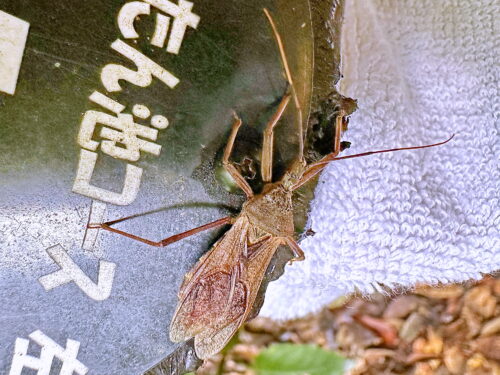 オオトビサシガメ