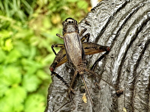 ハラオカメコオロギ♀
