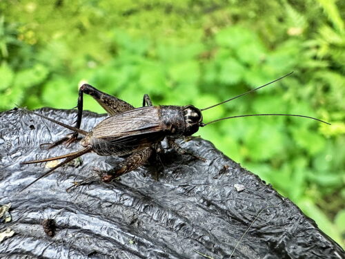 ハラオカメコオロギ♀