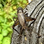 ハラオカメコオロギ♀