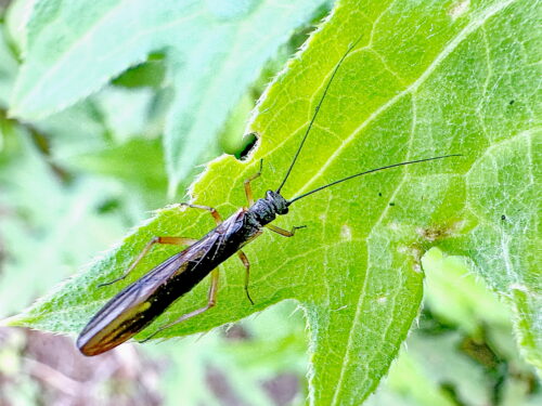 オナガカワゲラの一種