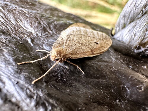 クロテンフユシャク♂