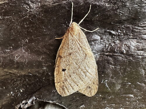 クロテンフユシャク♂