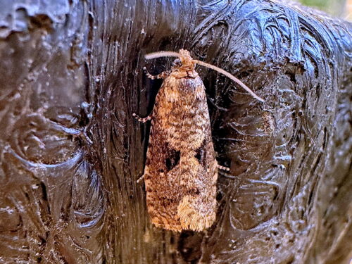 クロサンカクモンヒメハマキ