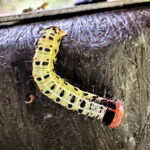 ミツボシキリガの幼虫