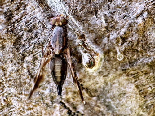 ムラクモハマダラミバエ♀