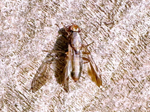 ムラクモハマダラミバエ♂