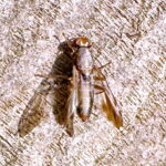 ムラクモハマダラミバエ