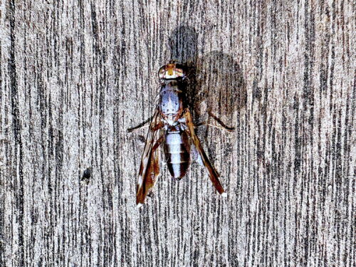 ムラクモハマダラミバエ