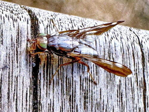 ムラクモハマダラミバエ