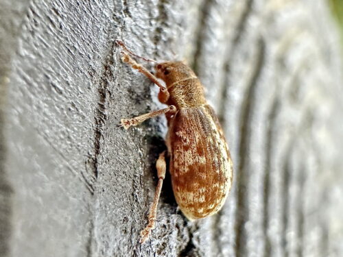 マツトビゾウムシ