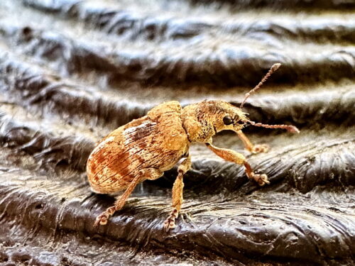 マツトビゾウムシ