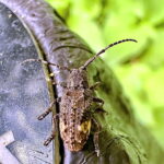 アトモンサビカミキリ