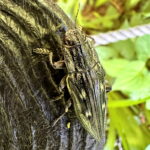 ウバタマムシ