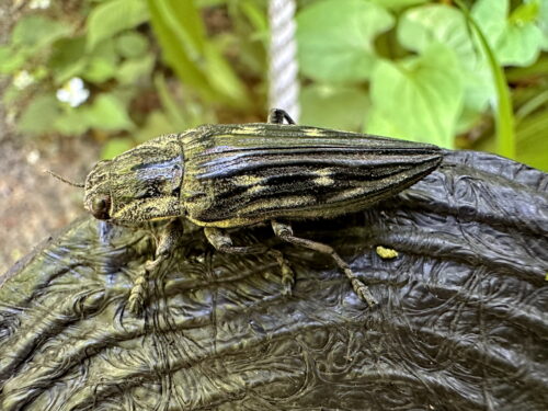 ウバタマムシ